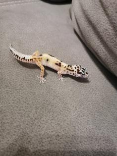 Leopardengeko Weibchen zu Verkauf