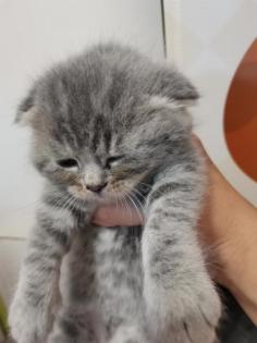 Britisch-Kurzhaar-Katzenbabys