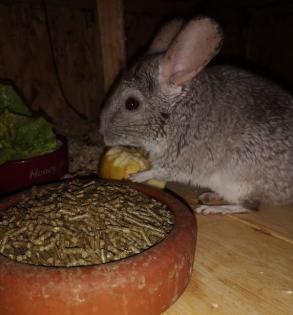 Chinchilla Weibchen abzugeben