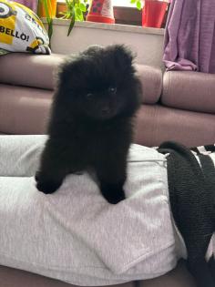 Pomeranien Zwergspitz
