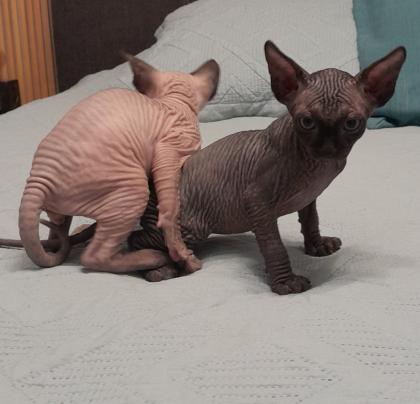 Kanadische Sphynx Kitten