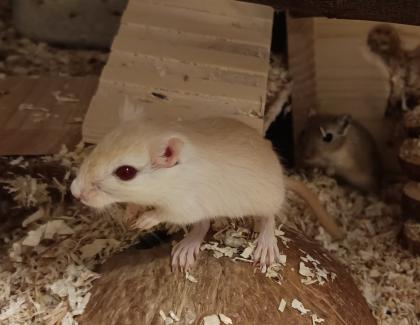 Junge Wüstenrennmäuse weiblich männlich abzugeben
