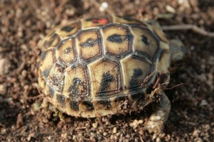 Griechische Landschildkröten, Thb. un Thh. kleinbleibende Unterart aus dem westlichen Mittelmee