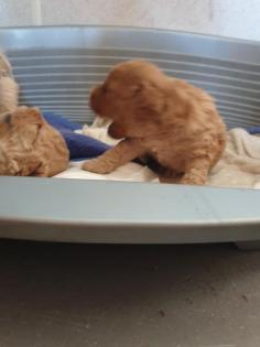 Labradoodle Welpen F2b