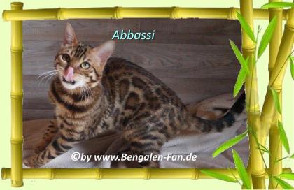 Bengal Kater Abbassi immer gut gelaunt, fröhlich und lieb