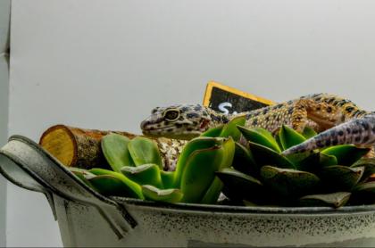 Leopardgecko 1. 13. 16