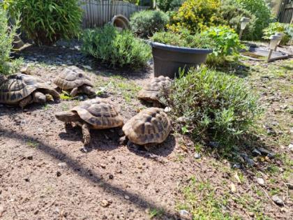 5 griechische Landschildkröten