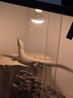 Stachelschwanz Waran Männlich Yellow Ackie mit Terrarium