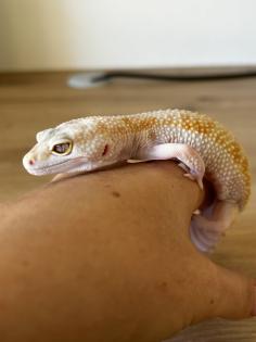 2 Leopardgeckos weiblich dringend