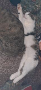 Hauskatze 4 Monate Freigänger
