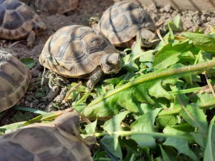 Ladschildkröten Babys maurisch und breitrandschildkröten von 2021