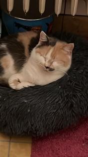Katzen suchen neues Zuhause