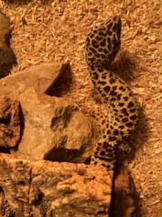 Leopardgecko abzugeben
