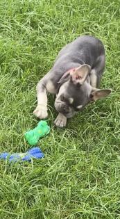 Französische Bulldoggen Welpen Lilac Tan Schoko Blue