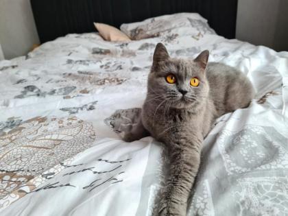 Liebevolle Kitten zu verkaufen
