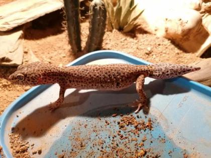 Zwei weibliche Leopardgeckos zu verkaufen