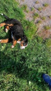 Berner Sennenhund Welpen