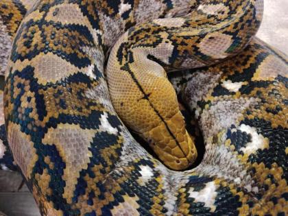 Python Reticulatus locality Bali