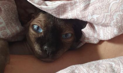 Sphynx Kater Loki in liebevolle Hände abzugeben
