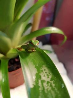 Madagaskar Taggeckos