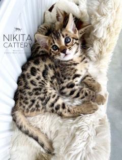 F2 Bengal kittens
