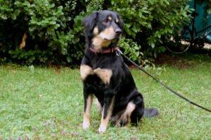 LALU - weiblich 6 Jahre 57 cm 28 kg Mix Gechipt Nicht kastriert