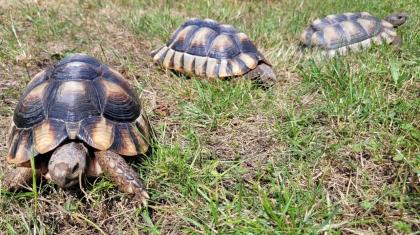 Testudo Marginata NZ 2014
