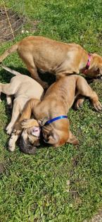 Dogo canario Welpen