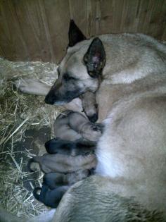 Malinois welpen / belgische schäferhunde
