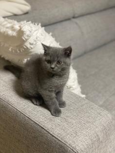 Britisch Kurz Haar BHK Kitten Kater