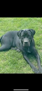 Cane Corso