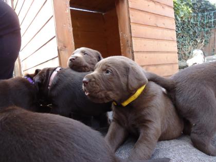 Wurfankündigung Labrador Welpen 15. 02. 2021