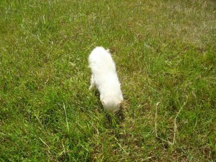 Maennliches Albino Frettchen sucht neues zuhause