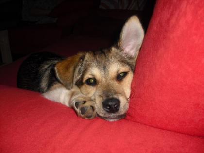 Süsser Schäferhund-Dackel Mix abzugeben