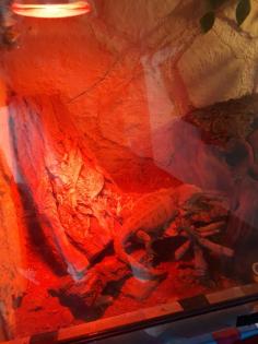 Bartagame inklusive Terrarium und Zubehör