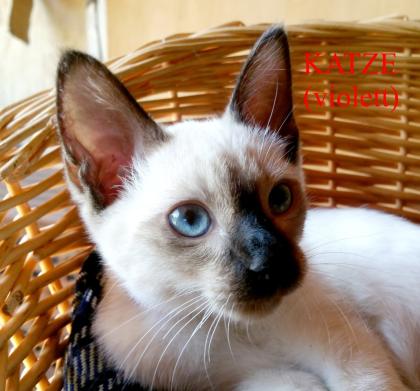 Siamkitten - Old Style Siamese Wichien-Maat