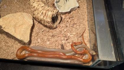 2 Kornnattern inkl. Terrarium