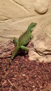 Wasseragame Päärchen