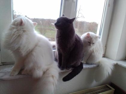 Traumhaft schöner schneeweißer Perserkater mit Nase
