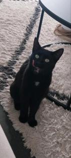 KATZE IN MÜHLHEIM AN DER DONAU VERMISST GESUCHT