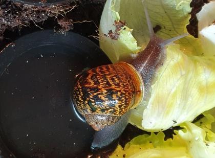 Gefleckte Weinbergschnecken Babys Cornu aspersum