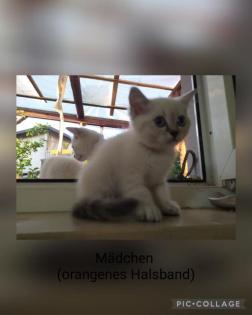 BKH Kitten