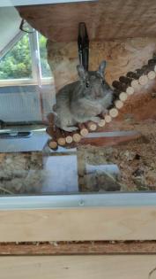 3 liebe Degu Männchen abzugeben
