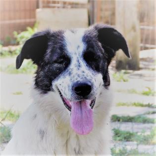Heidi sucht ein Zuhause