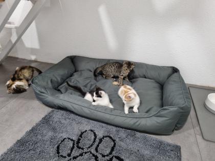 Katzenbabys, Kitten, Katze