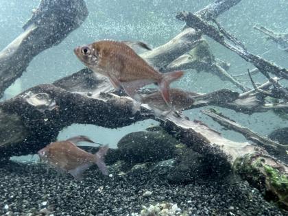 Diskusfische / Aquariumauflösung