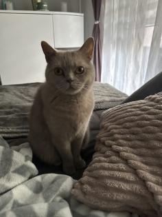 Bkh Katze und scottisch fold Kater suchen ein neues Zuhause