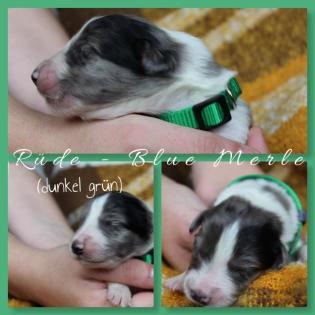 Australian Shepherd x American Collie Welpen
