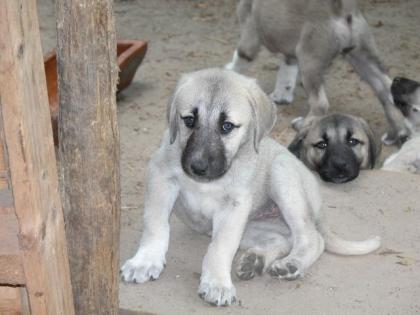 Sivas Kangal Welpen zu verkaufen Geboren am 08. 05. 2021