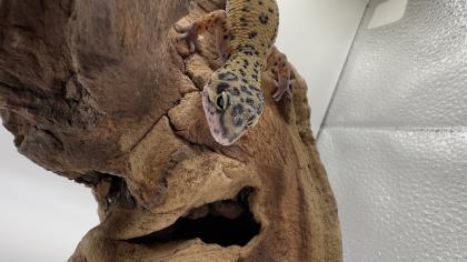 Leopardgecko 1. 13. 16